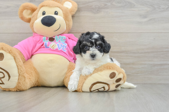 Best Poochon Baby