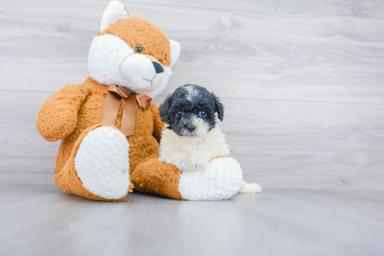 Popular Poochon Poodle Mix Pup