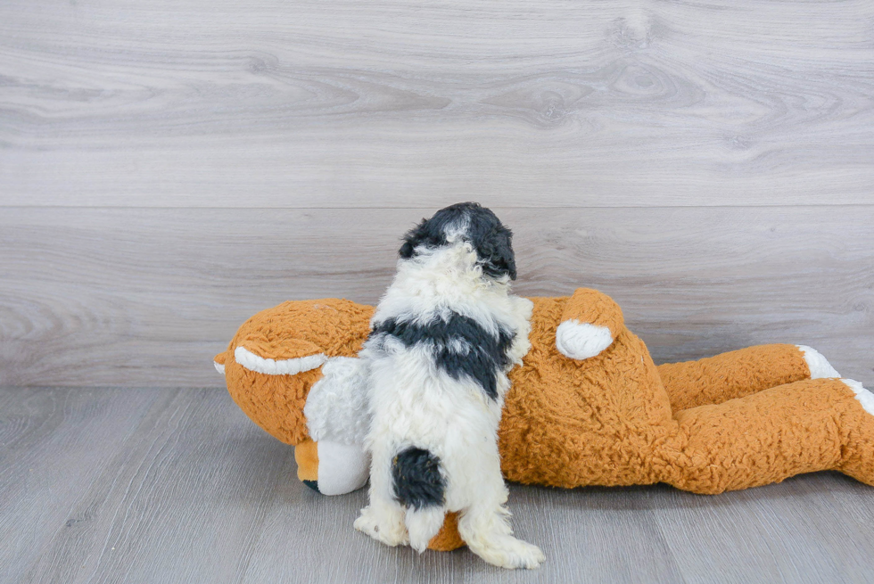 Poochon Pup Being Cute