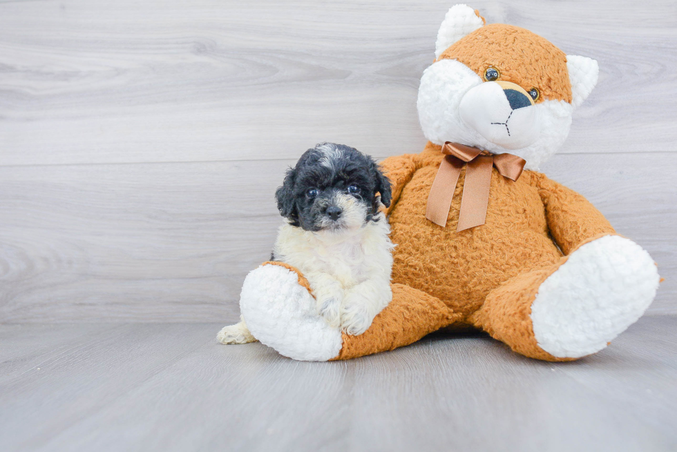 Poochon Pup Being Cute