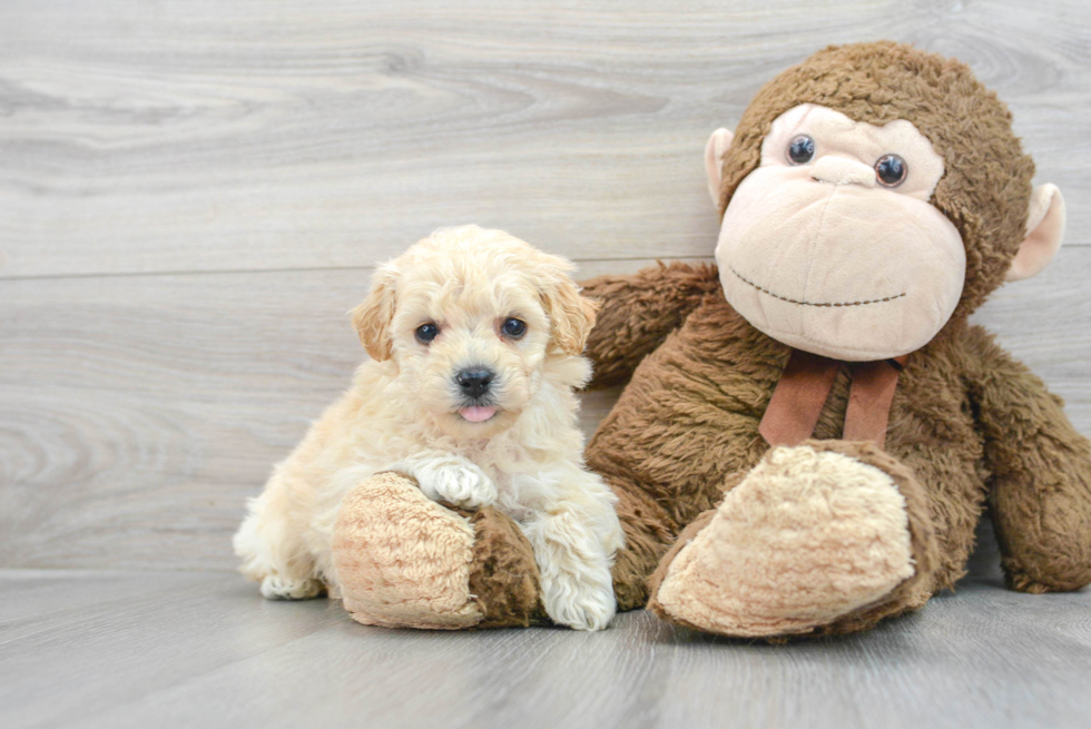 Energetic Bichpoo Poodle Mix Puppy