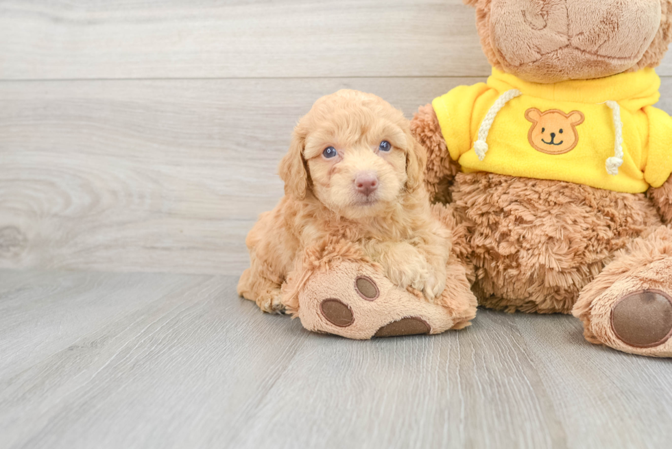 Happy Poochon Baby