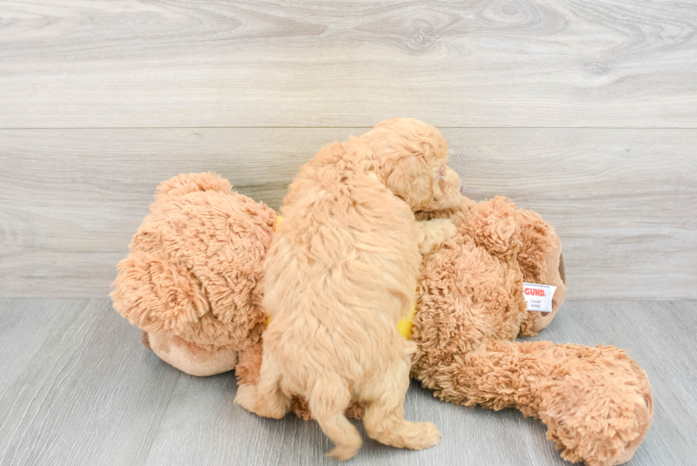 Sweet Poochon Baby