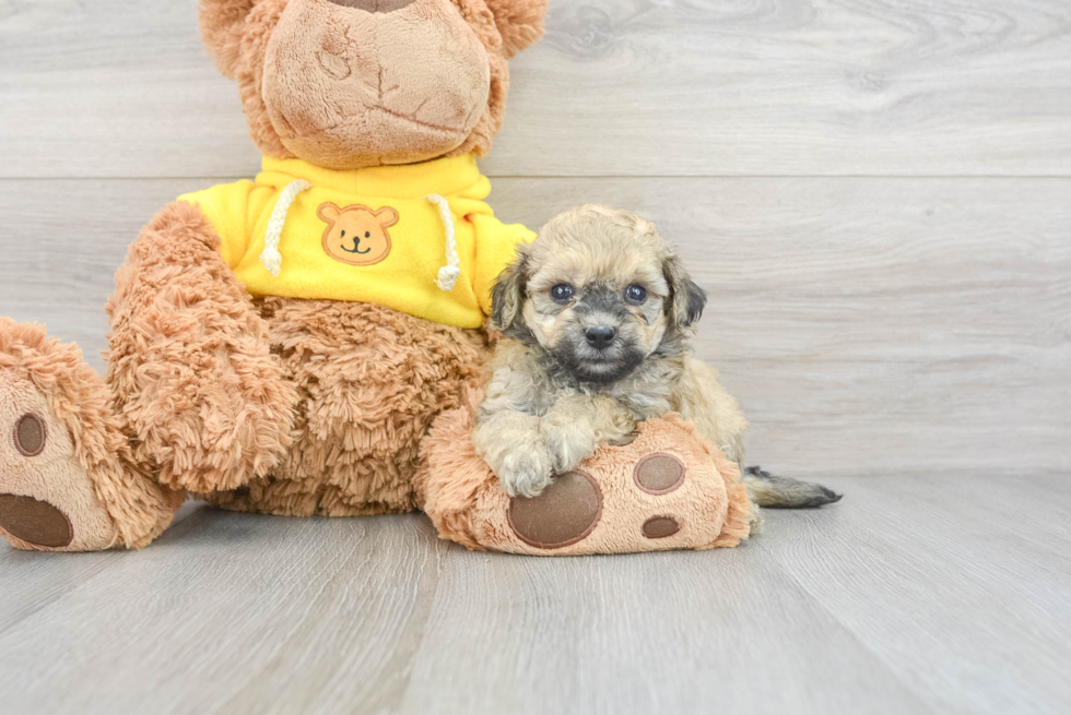 Funny Poochon Poodle Mix Pup