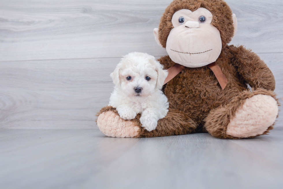 Petite Poochon Poodle Mix Pup