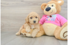 Playful Bichpoo Poodle Mix Puppy