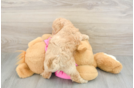 Poochon Puppy for Adoption