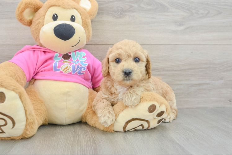 Small Poochon Baby