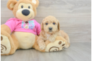 Small Poochon Baby