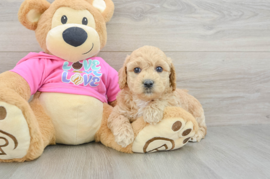 Small Poochon Baby