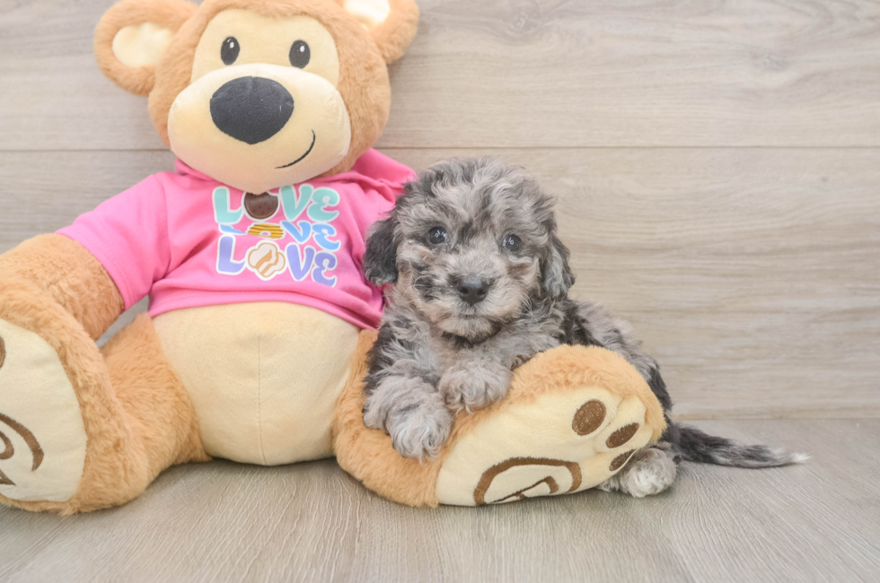5 week old Poochon Puppy For Sale - Premier Pups