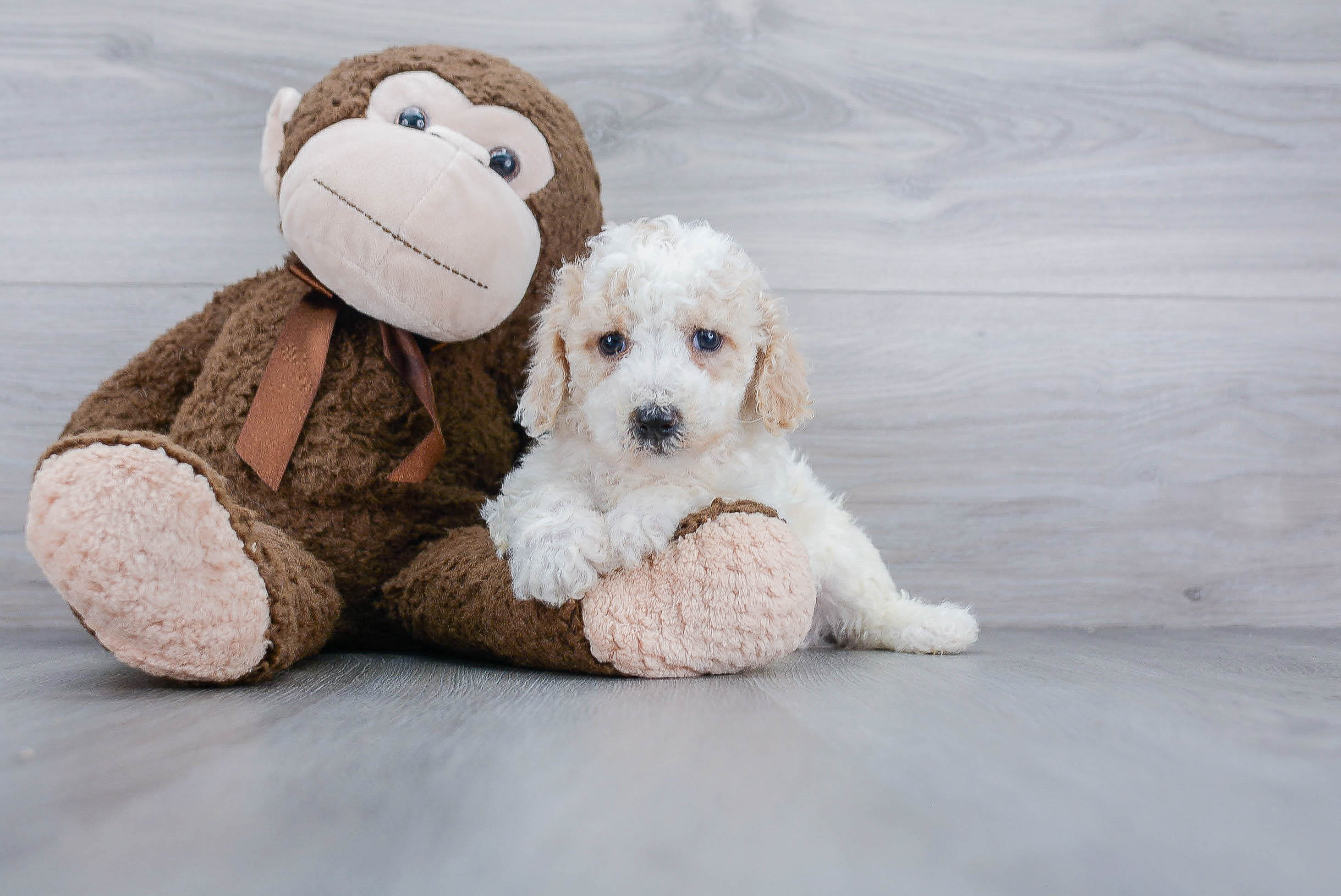 Energetic Bichpoo Poodle Mix Puppy