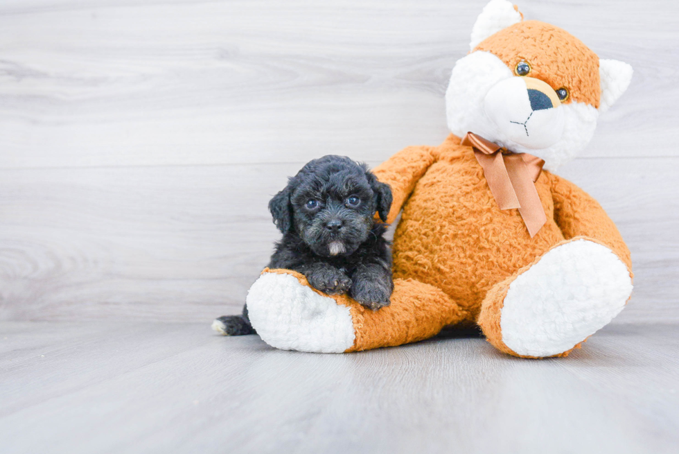 Poochon Pup Being Cute