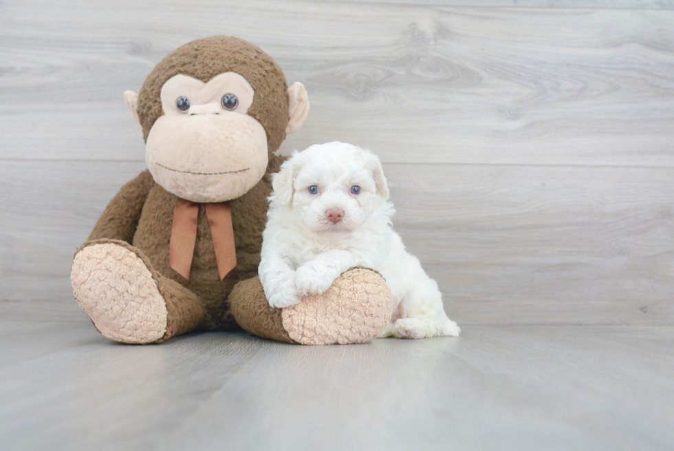 Poochon Pup Being Cute