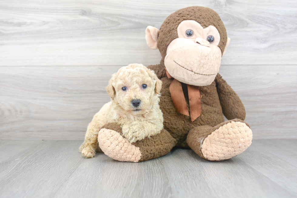 Sweet Poochon Baby