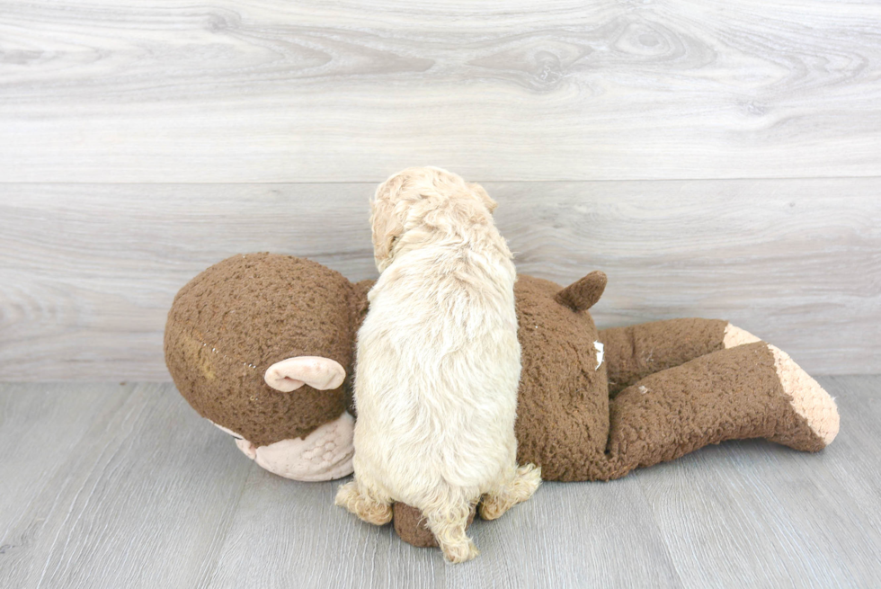 Playful Bichpoo Poodle Mix Puppy