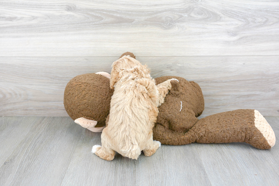 Smart Poochon Poodle Mix Pup