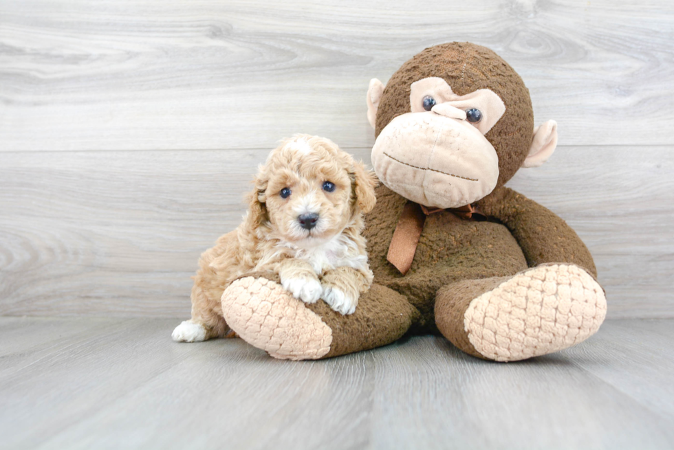 Fluffy Poochon Poodle Mix Pup