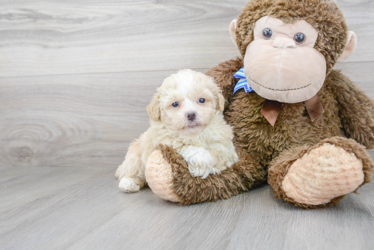 Best Poochon Baby
