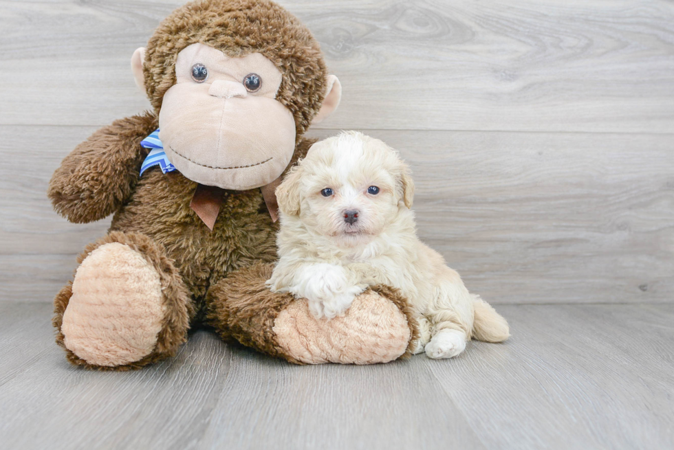 Playful Bichpoo Poodle Mix Puppy
