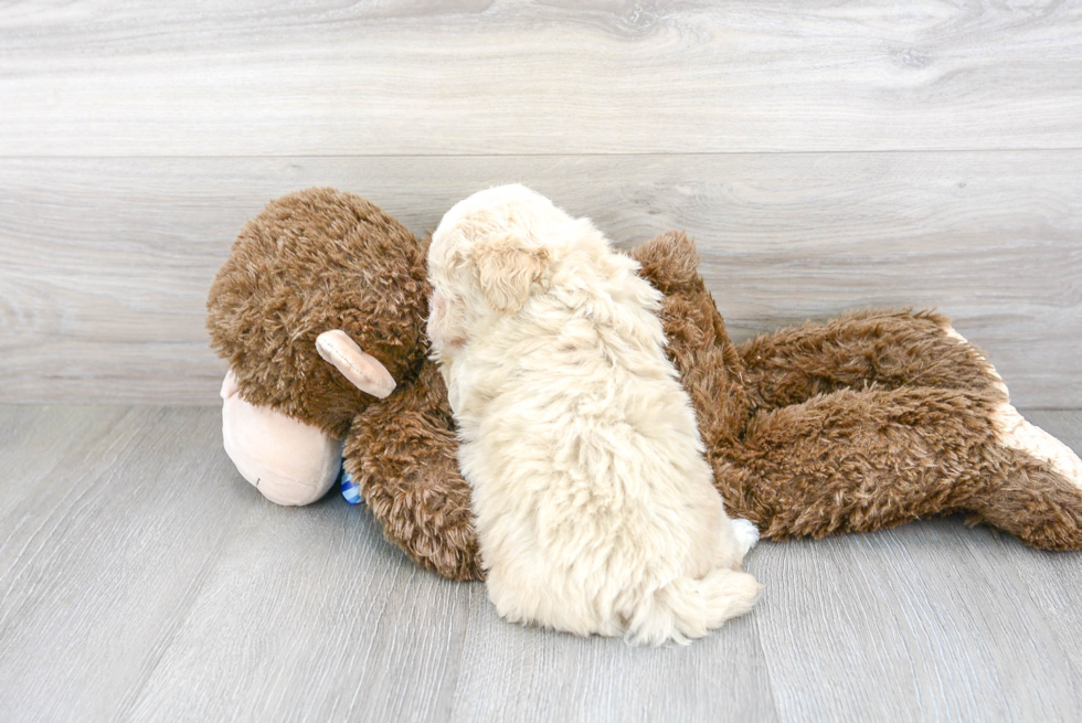 Friendly Poochon Baby
