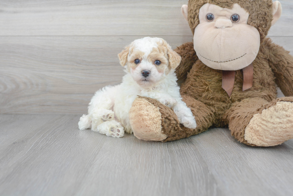 Smart Poochon Poodle Mix Pup