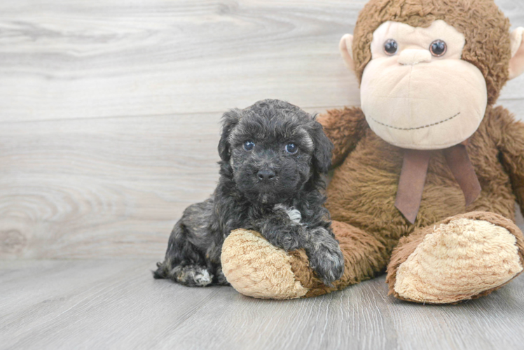 Friendly Poochon Baby