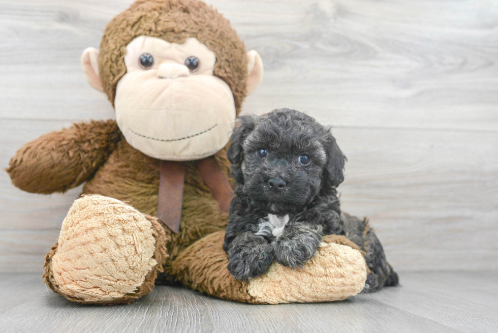 Hypoallergenic Bichpoo Poodle Mix Puppy