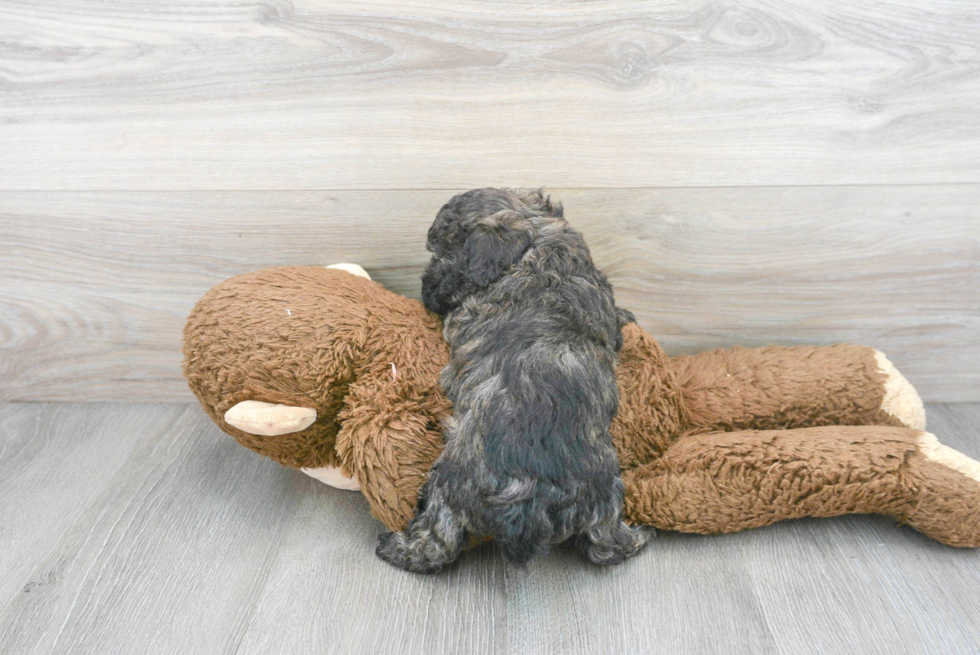 Petite Poochon Poodle Mix Pup