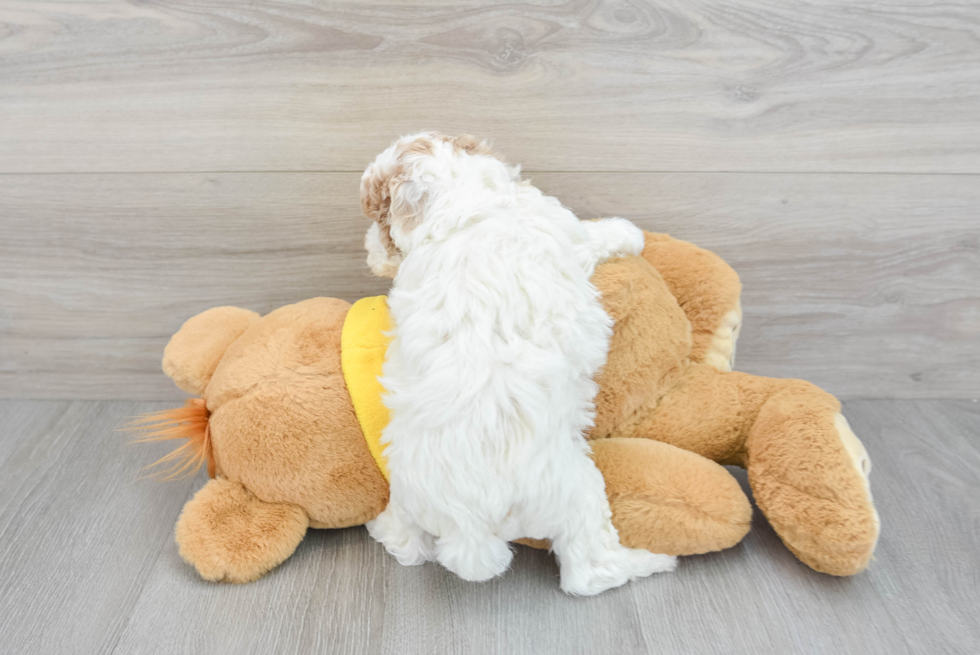 Energetic Bichpoo Poodle Mix Puppy