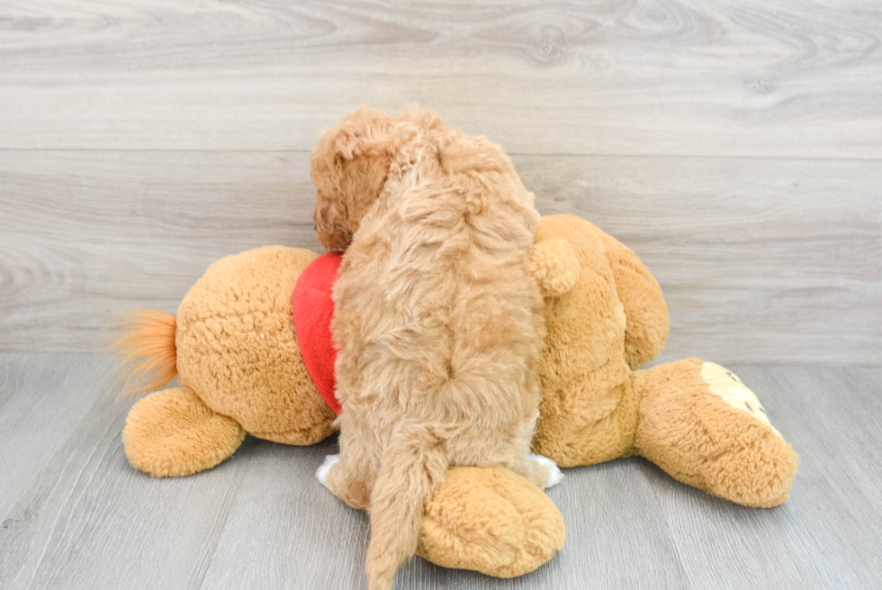 Little Bichpoo Poodle Mix Puppy