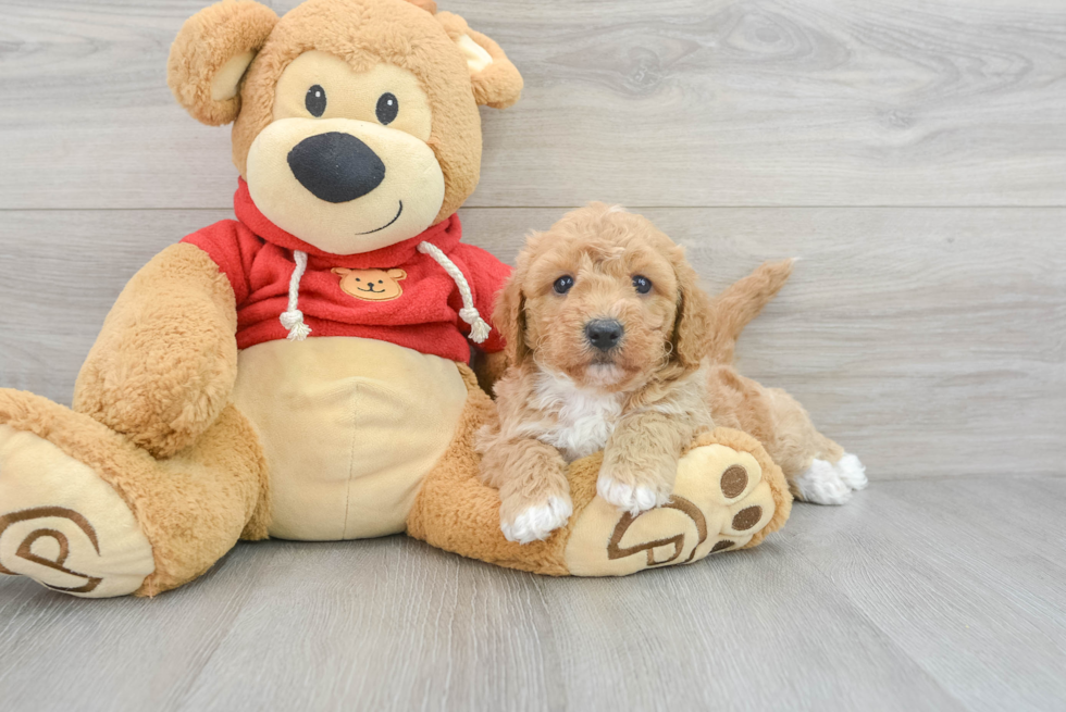 Friendly Poochon Baby