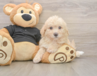 6 week old Poochon Puppy For Sale - Premier Pups