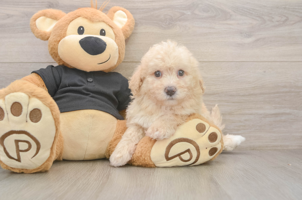 5 week old Poochon Puppy For Sale - Premier Pups
