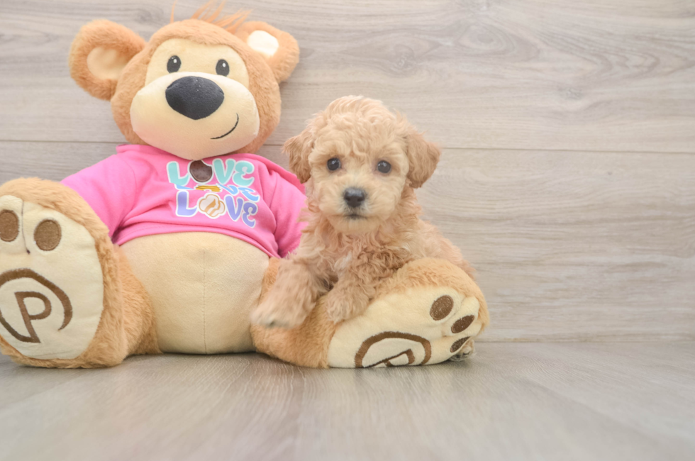 5 week old Poochon Puppy For Sale - Premier Pups