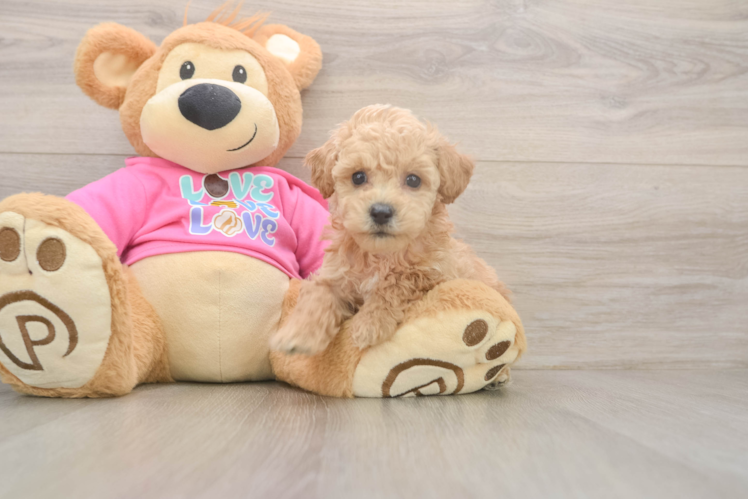 Meet Flynn - our Poochon Puppy Photo  1/3 - Premier Pups Poochon Pup Being Cute