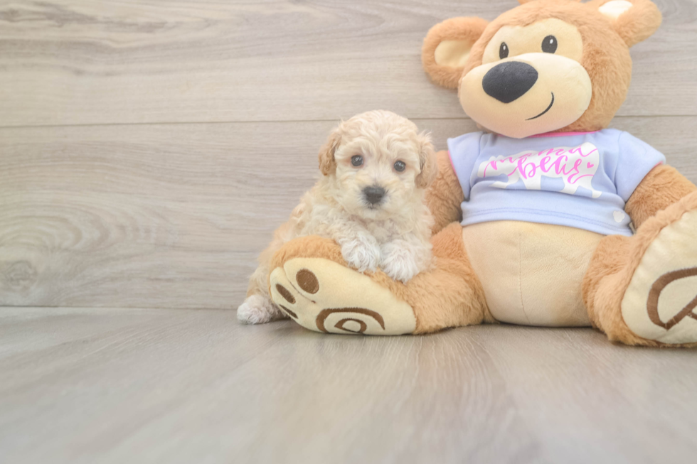 Meet Flynn - our Poochon Puppy Photo  2/3 - Premier Pups Best Poochon Baby