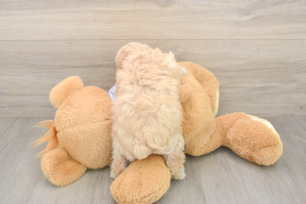 Meet Flynn - our Poochon Puppy Photo  3/3 - Premier Pups Hypoallergenic Bichpoo Poodle Mix Puppy