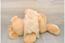 Meet Flynn - our Poochon Puppy Photo  3/3 - Premier Pups Hypoallergenic Bichpoo Poodle Mix Puppy