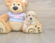 7 week old Poochon Puppy For Sale - Premier Pups