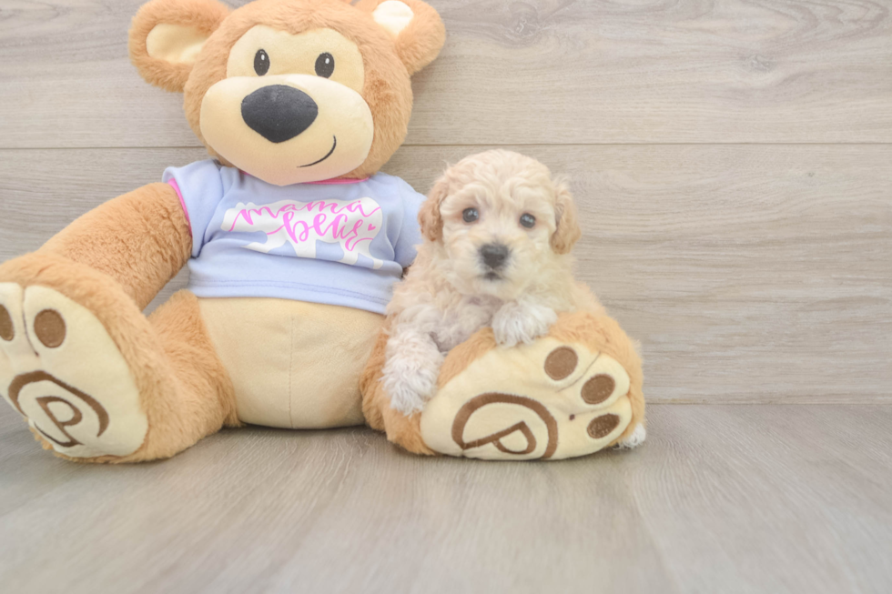 Meet Flynn - our Poochon Puppy Photo  1/3 - Premier Pups Best Poochon Baby