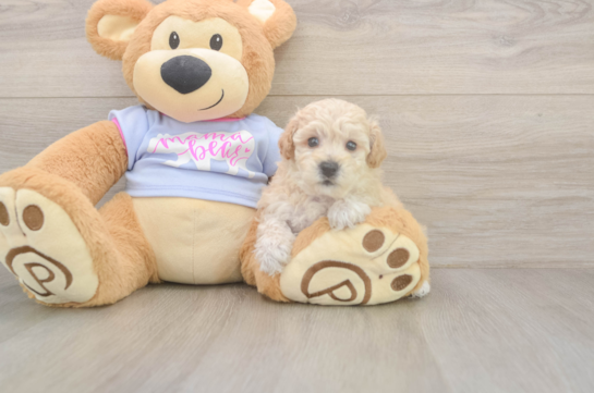 5 week old Poochon Puppy For Sale - Premier Pups Best Poochon Baby