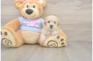 Meet Flynn - our Poochon Puppy Photo  1/3 - Premier Pups Best Poochon Baby