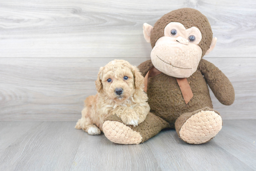 Funny Poochon Poodle Mix Pup