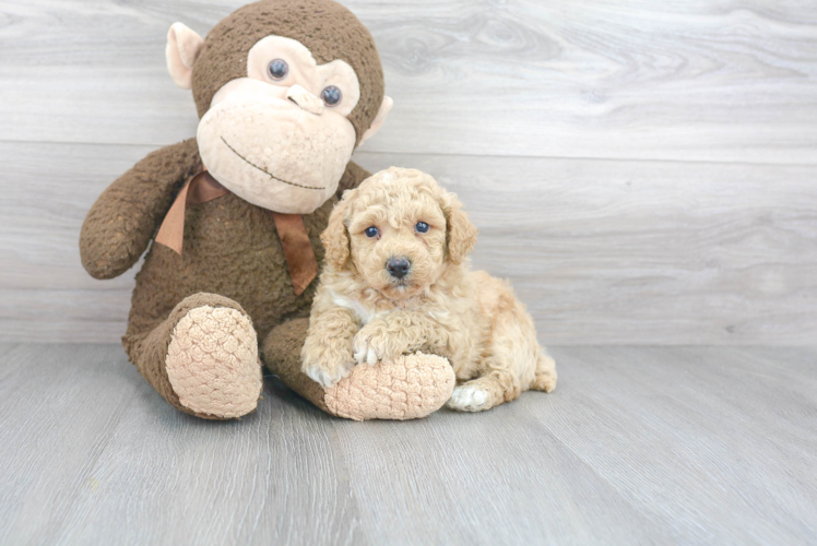 Adorable Bichpoo Poodle Mix Puppy