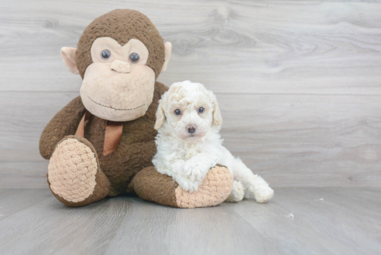 Hypoallergenic Bichpoo Poodle Mix Puppy