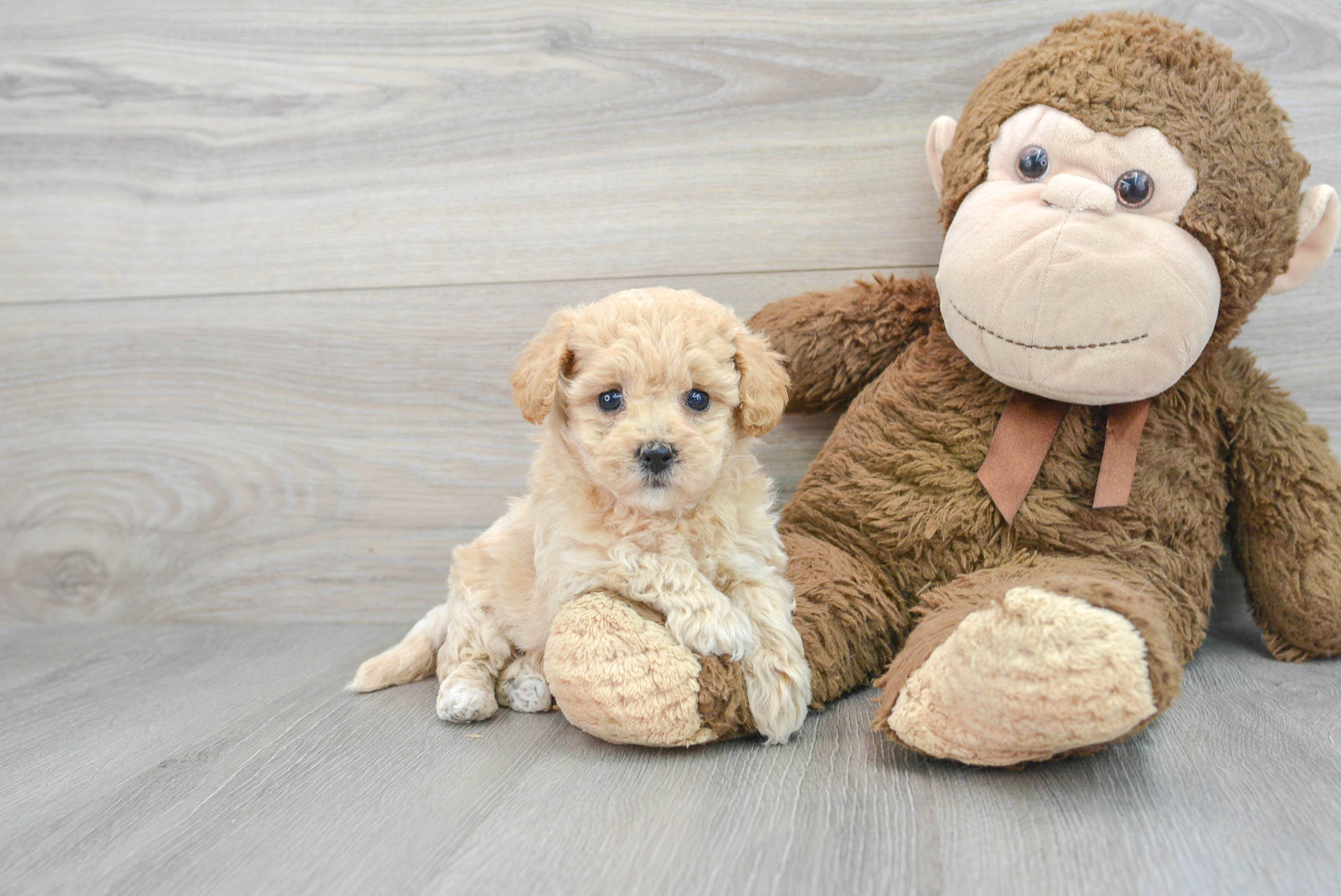 Petite Poochon Poodle Mix Pup