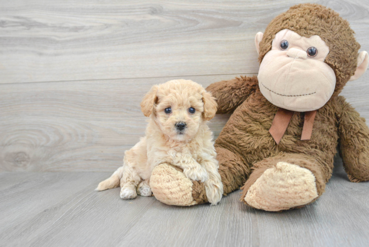 Petite Poochon Poodle Mix Pup