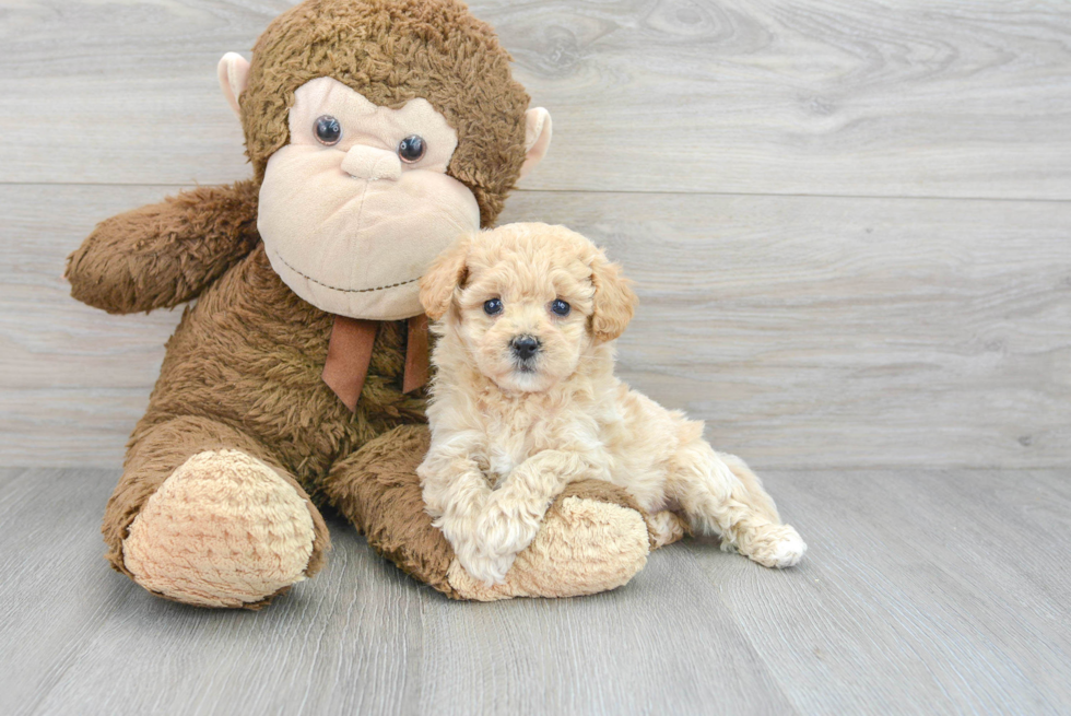 Poochon Pup Being Cute