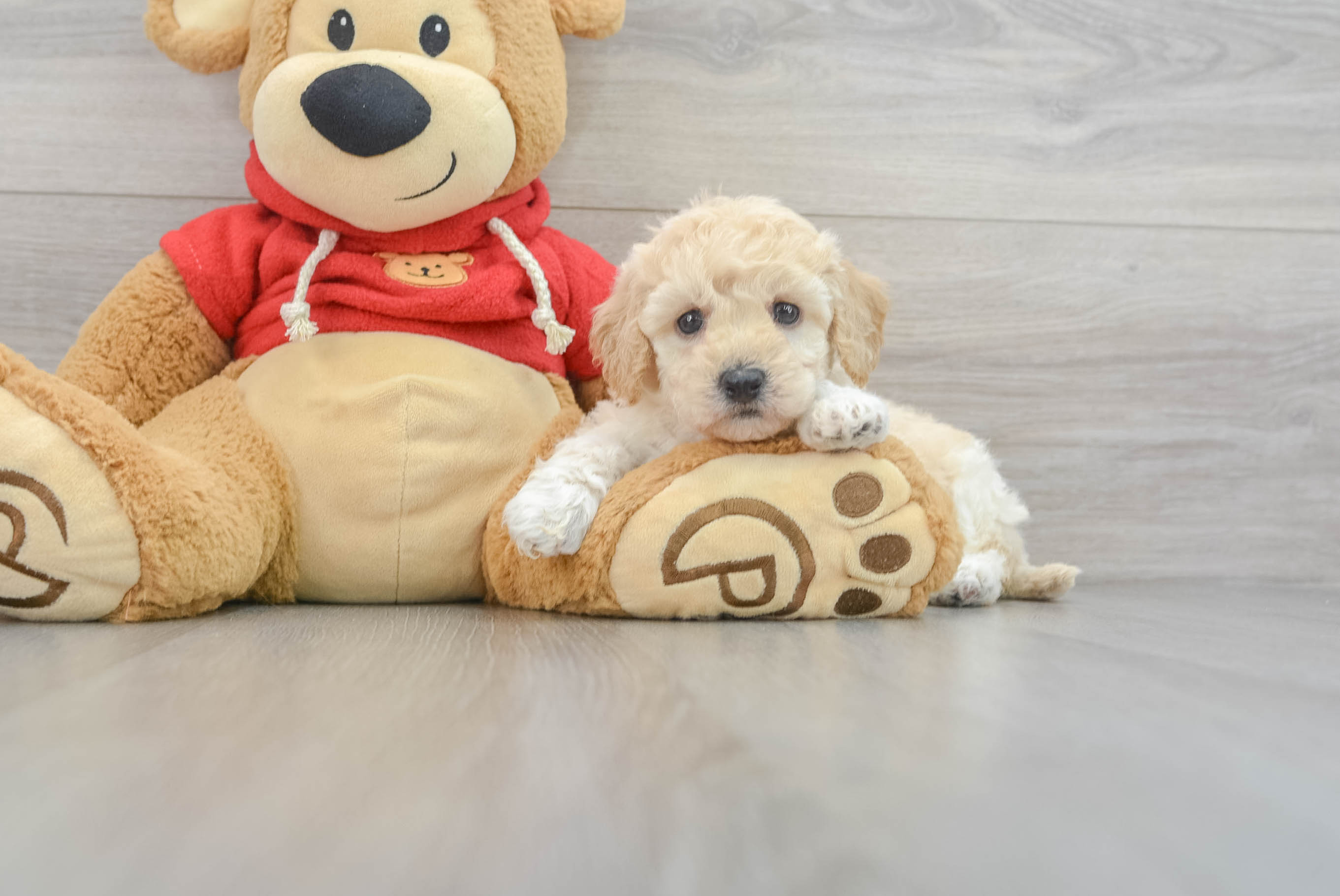 Petite Poochon Fou Fou: 5lb 6oz Doodle Puppy